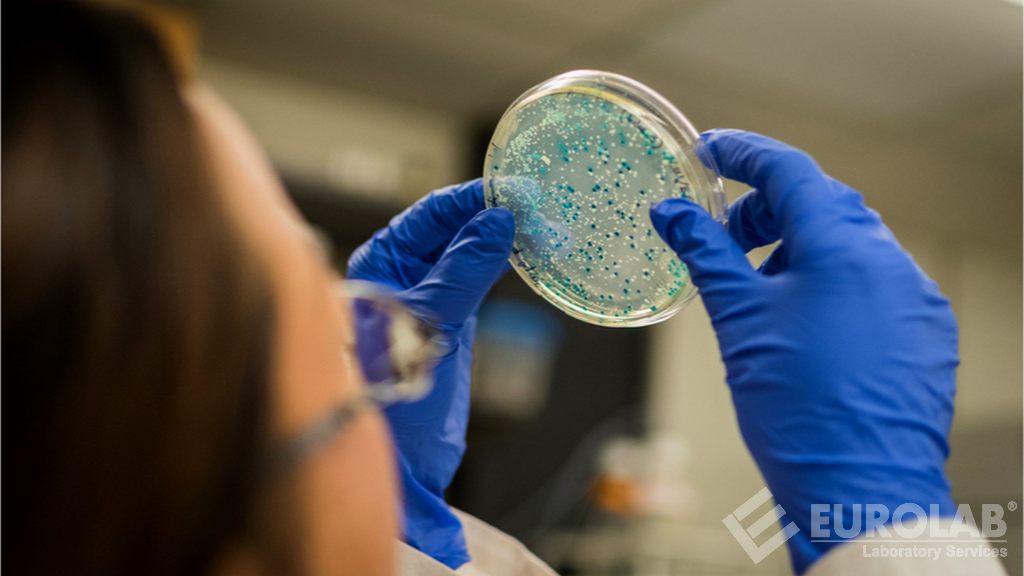 Artırılmış Zorluk Bakteriyel Filtrasyon Verimliliği Testi (BFE)