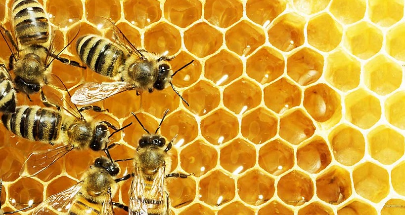 Analýza medu