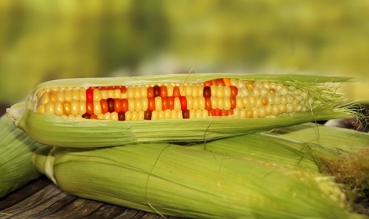 GMO analýza
