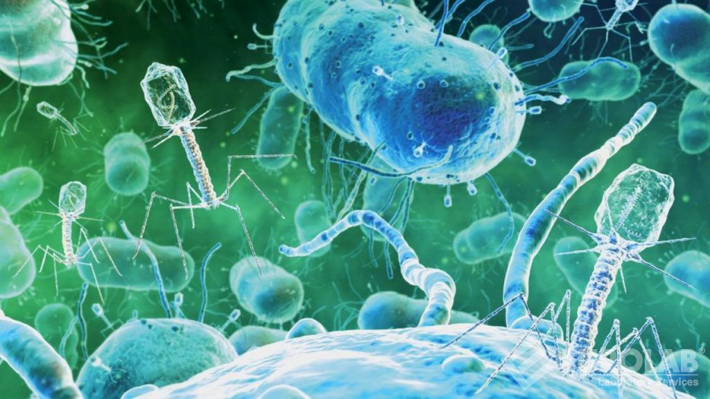 Batteriofago MS2 - Strumento di screening virale